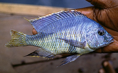 Mylochromis anaphyrmus 'Thumbi West Island'